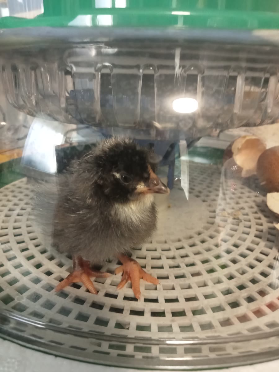 Couveuse Dural's pendant l'incubation