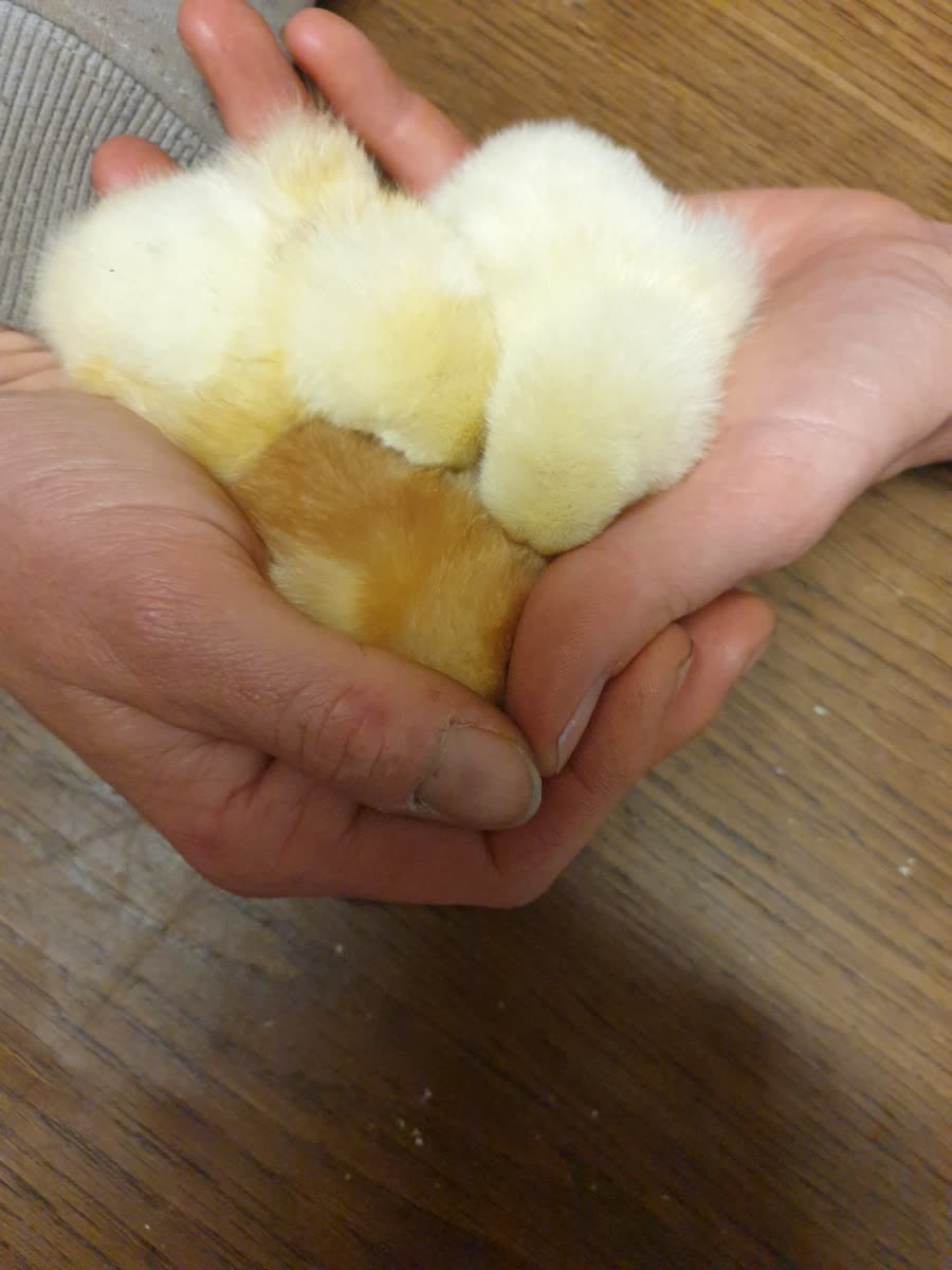 Poussins dans les mains d'un éleveur